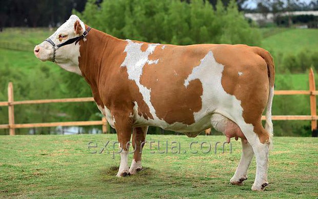 simmental cattle or cow