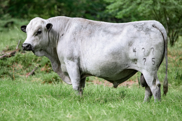 colombian cattle or cow